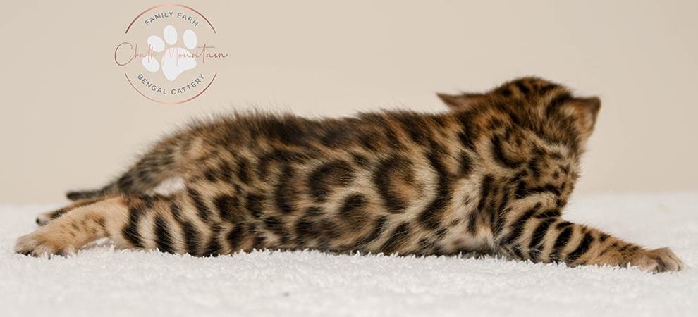 Bengal kitten for sale